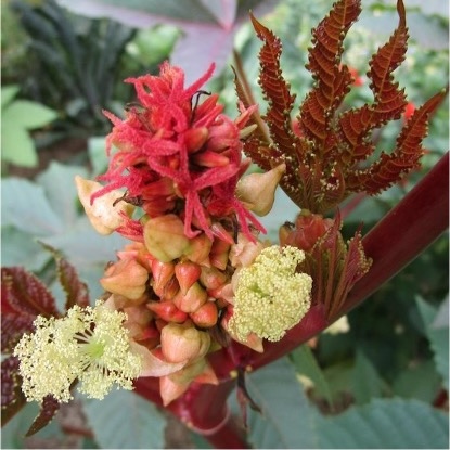 ERGOFIT ist mit Rizinusöl hergestellt